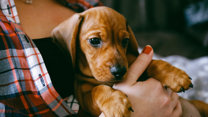 Se préparer à l’arrivée d’un nouveau chiot