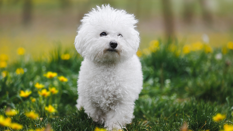 10.jpeg A Bichon Frise in a field of yellow flowers