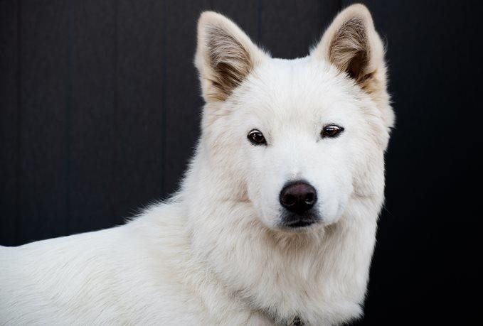 Jindo dog guide: are they a good match for you?