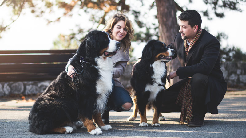 5 tips for adding a second dog to your family