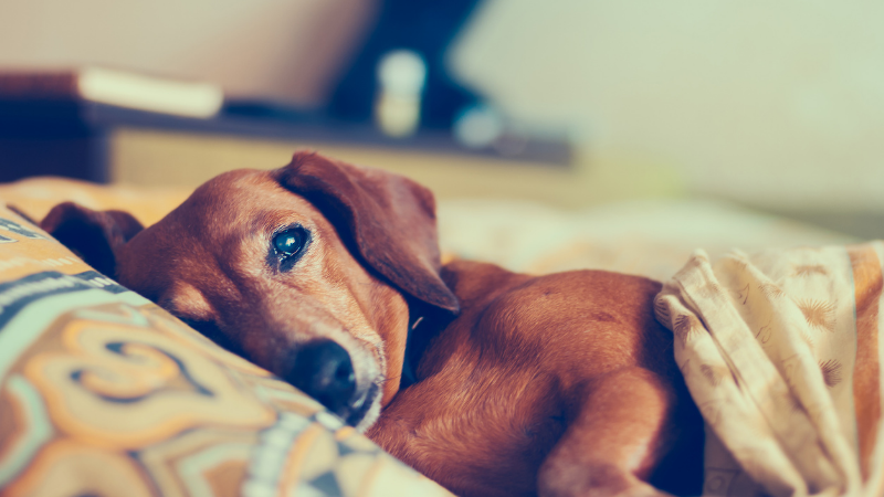 What is Giardia?