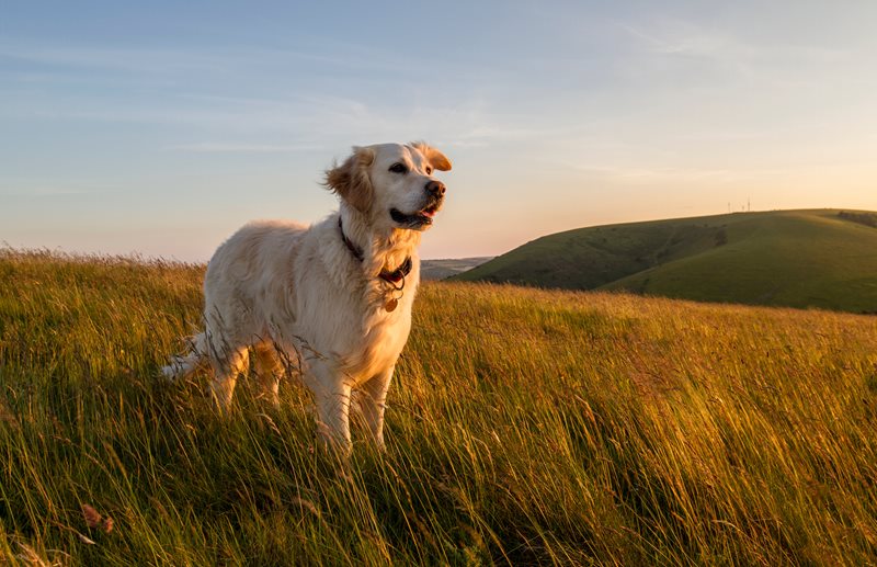 Golden-Retriever-Petsecure.jpeg