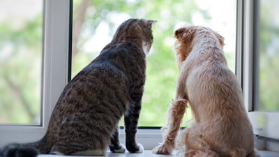 What to do with your pets when you’re stuck inside