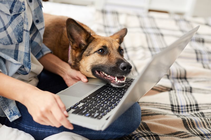 Budgeting for your pet: planning for a healthy life