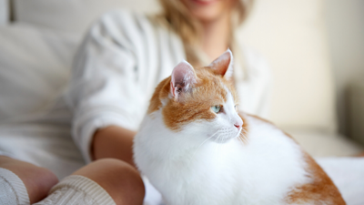 Aside from accidents and illnesses, what else does pet insurance cover?
