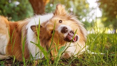Ask a vet: why is my pet eating grass?