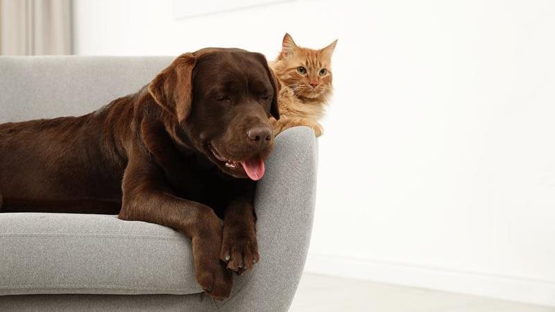 Se débarrasser des odeurs d’urine d’animaux dans la maison