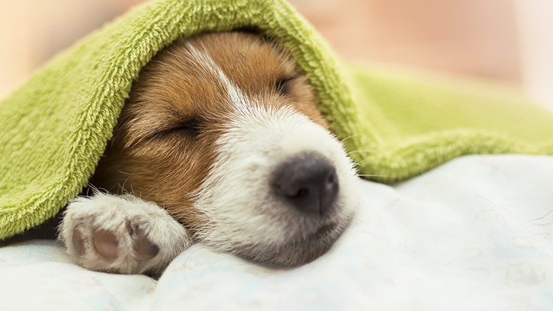 Comment déterminer si votre animal éprouve de la douleur