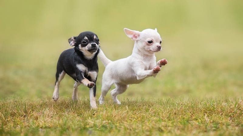 Le charmant chihuahua : traits de caractère, types et soins
