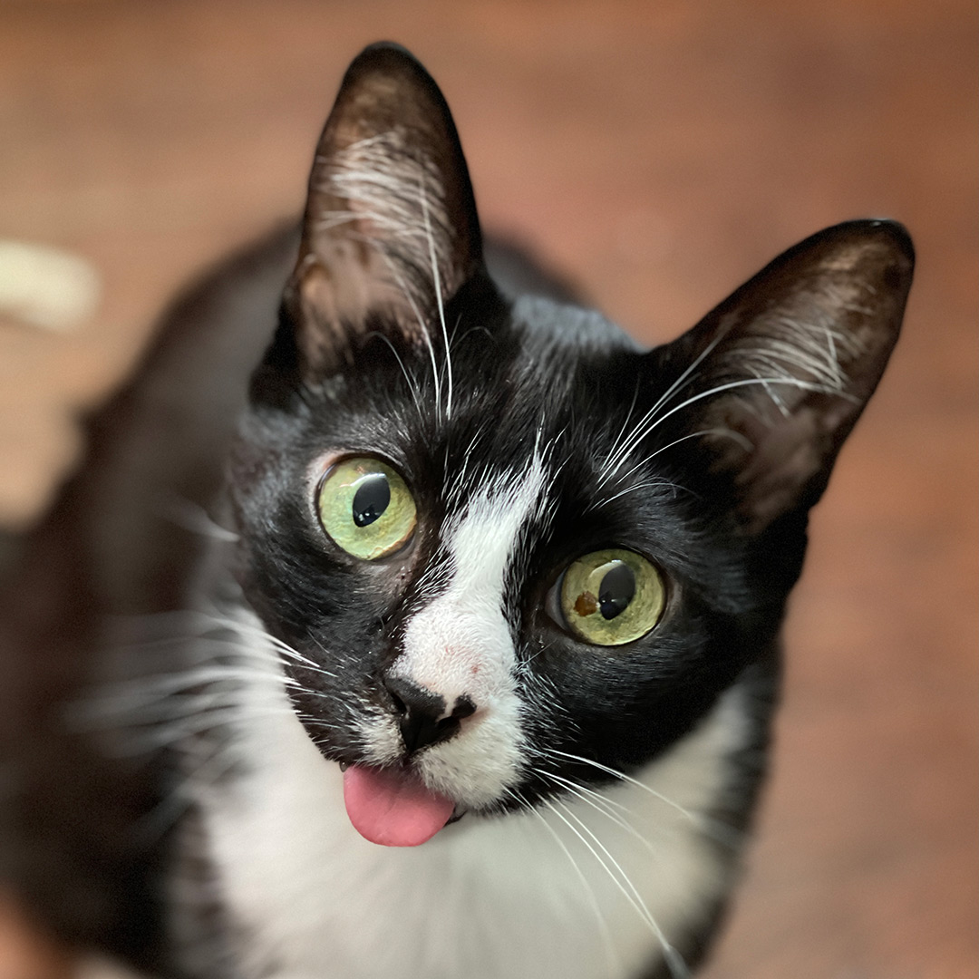 blog-image-2.jpg Dr Tonque sticking his tongue out while looking at the camera
