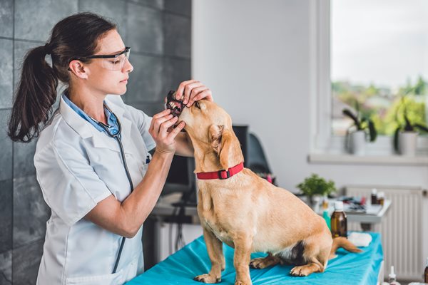 A vet is assessing a dogs mouth and teeth at the clinic.