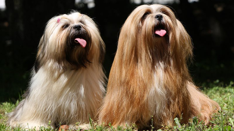 Lhasa Apso: history, care and rundown of this playful protector