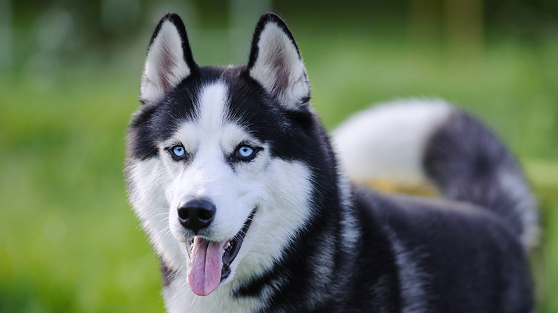 12.jpeg A Siberian Husky posing for the camera with its tongue out