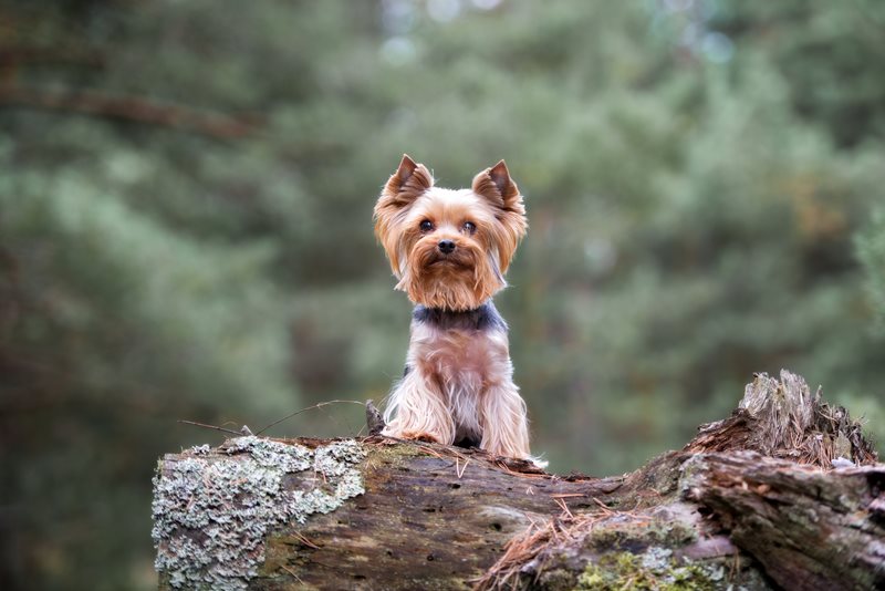 Yorkshire-Terrier-Petsecure.jpeg