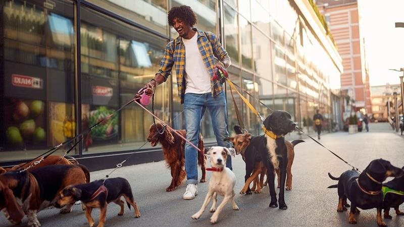 Les 10 races de chien les plus populaires au Canada