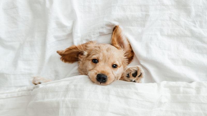 What your dog's favorite sleep position says about their personality