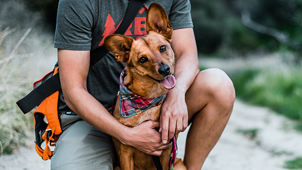 How to protect your pet from parasites