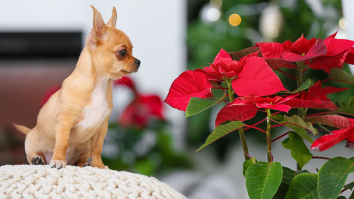 Little-dog-with-a-poinsetta.png Little-dog-with-a-poinsetta.png