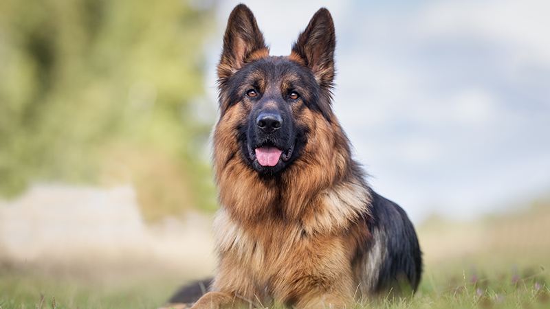 1.jpeg German Shepperd laying in the grass