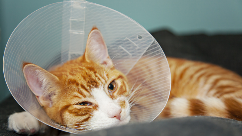What to expect after your cat’s spay or neuter