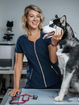 Veterinarian with husky examination at the vet bad breath