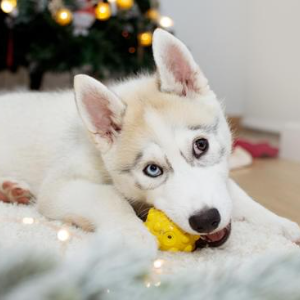 A dog chews on a toy in front of the christmas tree.