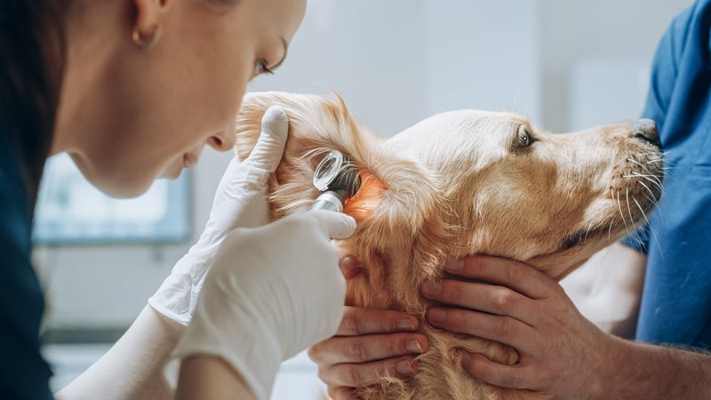 Understanding pre-existing conditions in pet health insurance