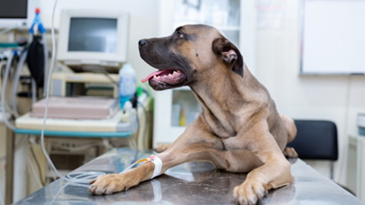 Can dogs donate blood?