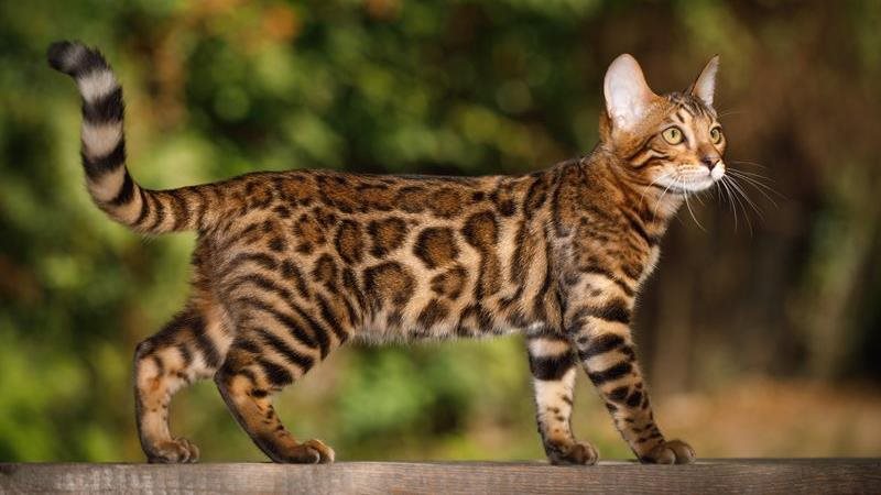 Bengal cat walking along a wooden post