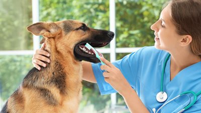 Dental care 101 – how to keep your pet’s teeth clean and healthy
