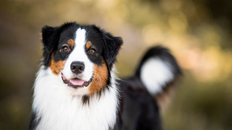 2.jpeg Australian Shepperd