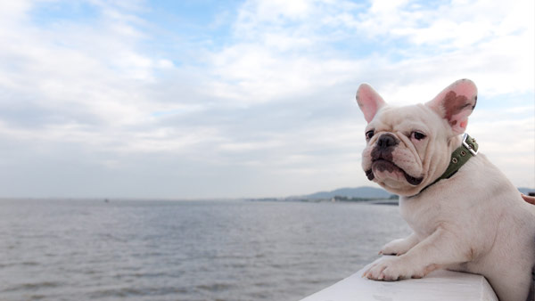 Vous partez en vacances? Sept conseils pour qu’il soit plus facile de partir sans votre animal de compagnie