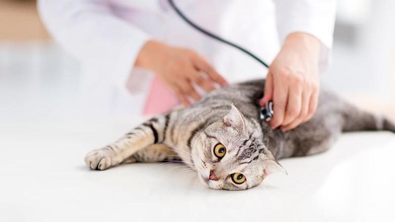 Ask a vet: why is my cat throwing up?