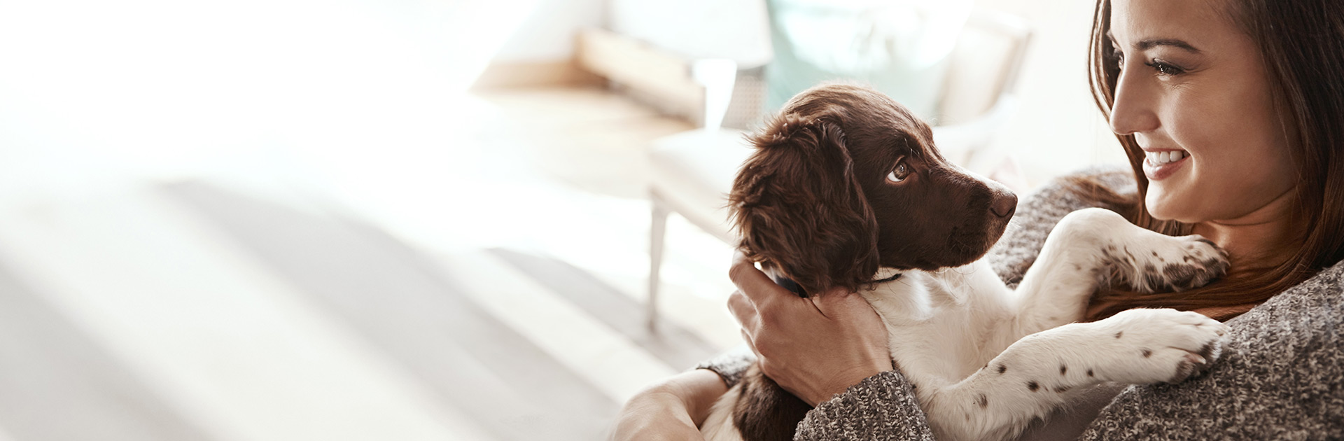 Petsecure Pet Insurance Petsecure Pet Insurance