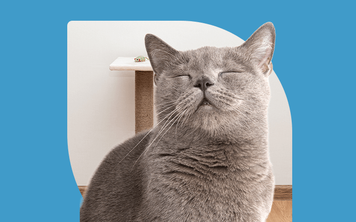 Cat insurance