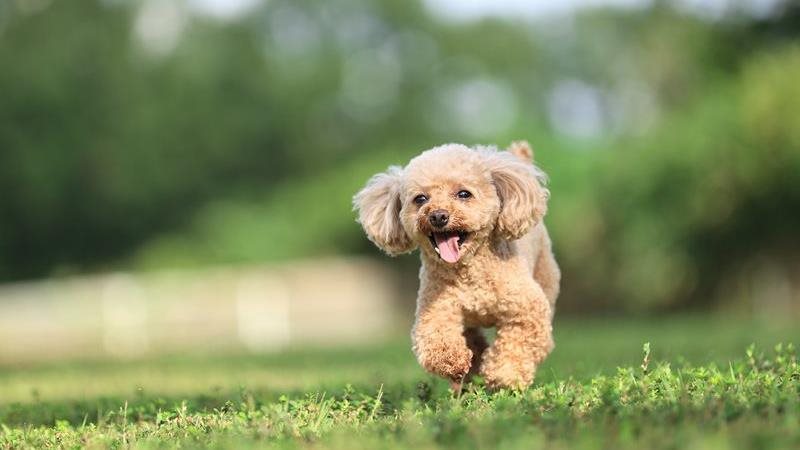 Are Toy Poodles Good Dogs: Unveiling Their Charm
