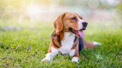 Does my pet have seasonal allergies?