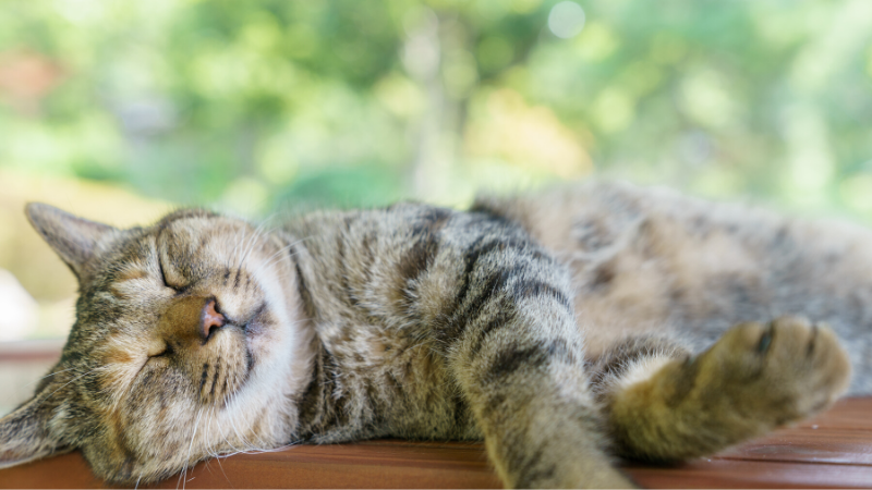 How to keep your pet cool in summer