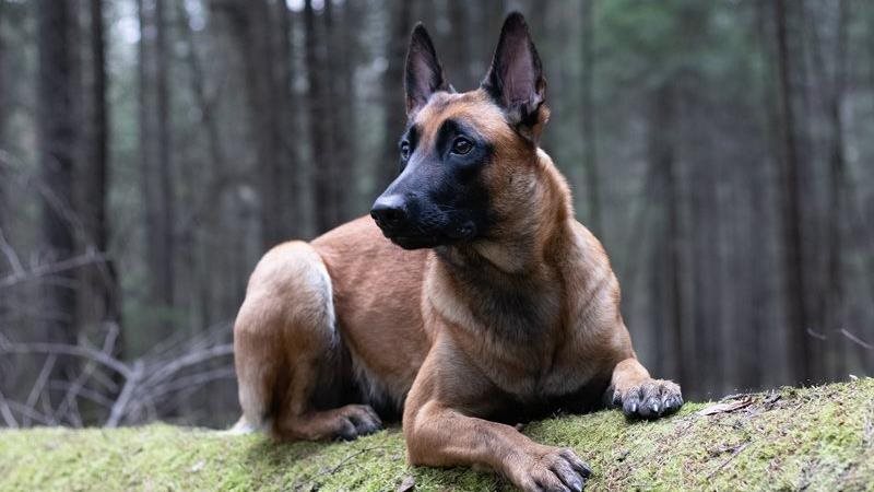 Berger belge malinois : ce qu’il faut savoir avant d’en adopter un