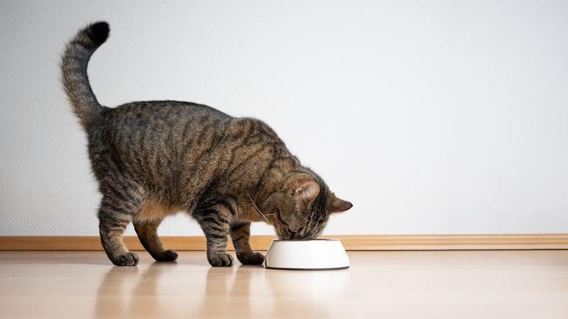 What can’t cats eat? 8 toxic foods to avoid