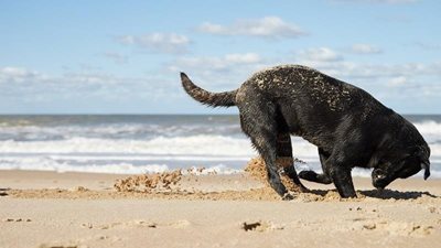 How do I stop my dog from digging?