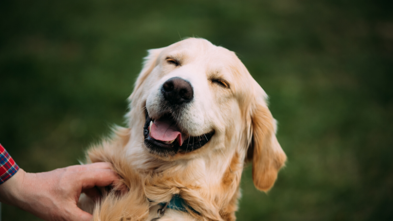Pourquoi mon chien hurle-t-il aux sirènes?