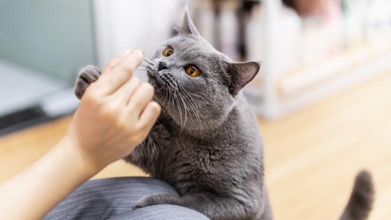 A British Shorthair cat reaches for a treat from it's owner's hand