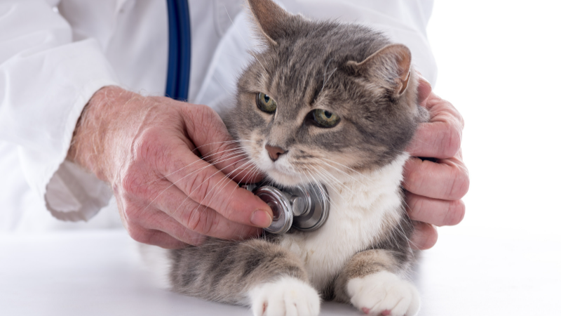 Examens de bien-être pour les chats et chiens âgés : à quoi vous attendre