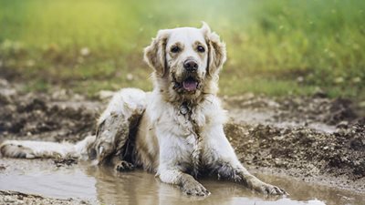 6 tips for dog owners to keep their house clean(er) in springtime