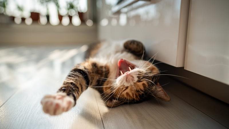 Calico cats: colorful coats, bold personalities and fun facts