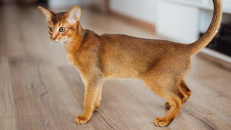 Abyssinian cats walks across hardwood floors