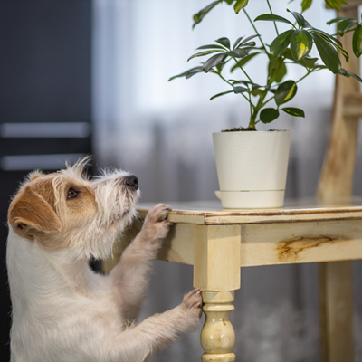 Dog-looking-at-plant.png