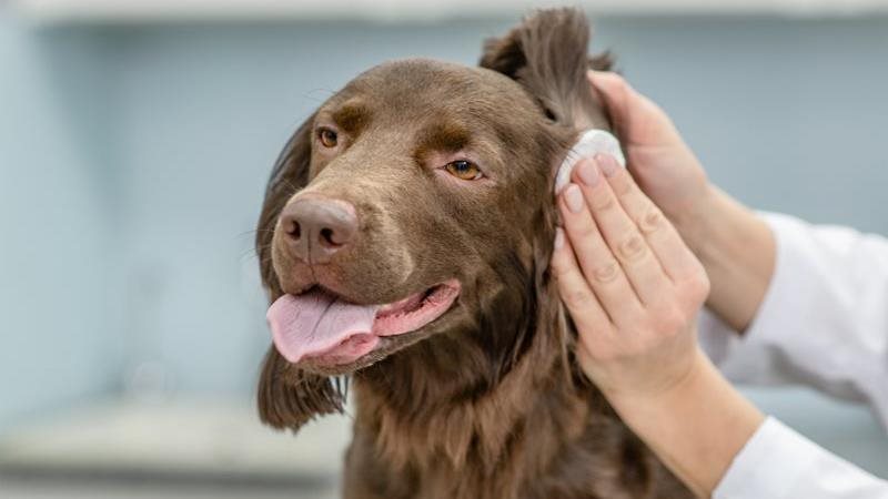 Dog ear infections: how to treat and prevent