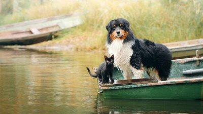 Cabin safety for pets: what to consider